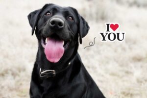 Cosa significa quando il cane si sdraia sul tuo posto appena ti alzi