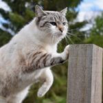 Gatto che impasta con le zampe su un piano, esprimendo gioia e comfort.