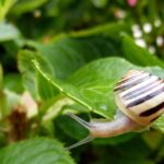 Lumache nel giardino: metodi naturali per eliminarle senza l'uso di pesticidi.