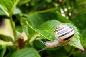 Lumache nel giardino: metodi naturali per eliminarle senza l'uso di pesticidi.