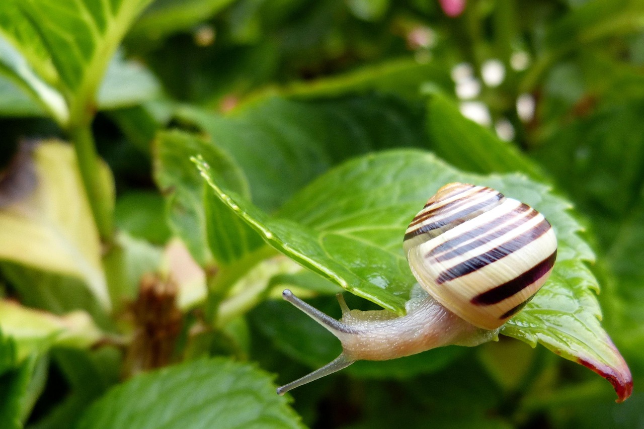 Lumache nel giardino: metodi naturali per eliminarle senza l'uso di pesticidi.