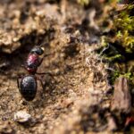 Nido di formiche sotterraneo con ingresso visibile e terra smossa attorno.