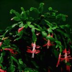 Cactus di Natale in fiore, simbolo di cura e fioritura continua, su sfondo verde.