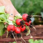Orto di febbraio con piante fresche e seminato pronto per un raccolto primaverile abbondante.