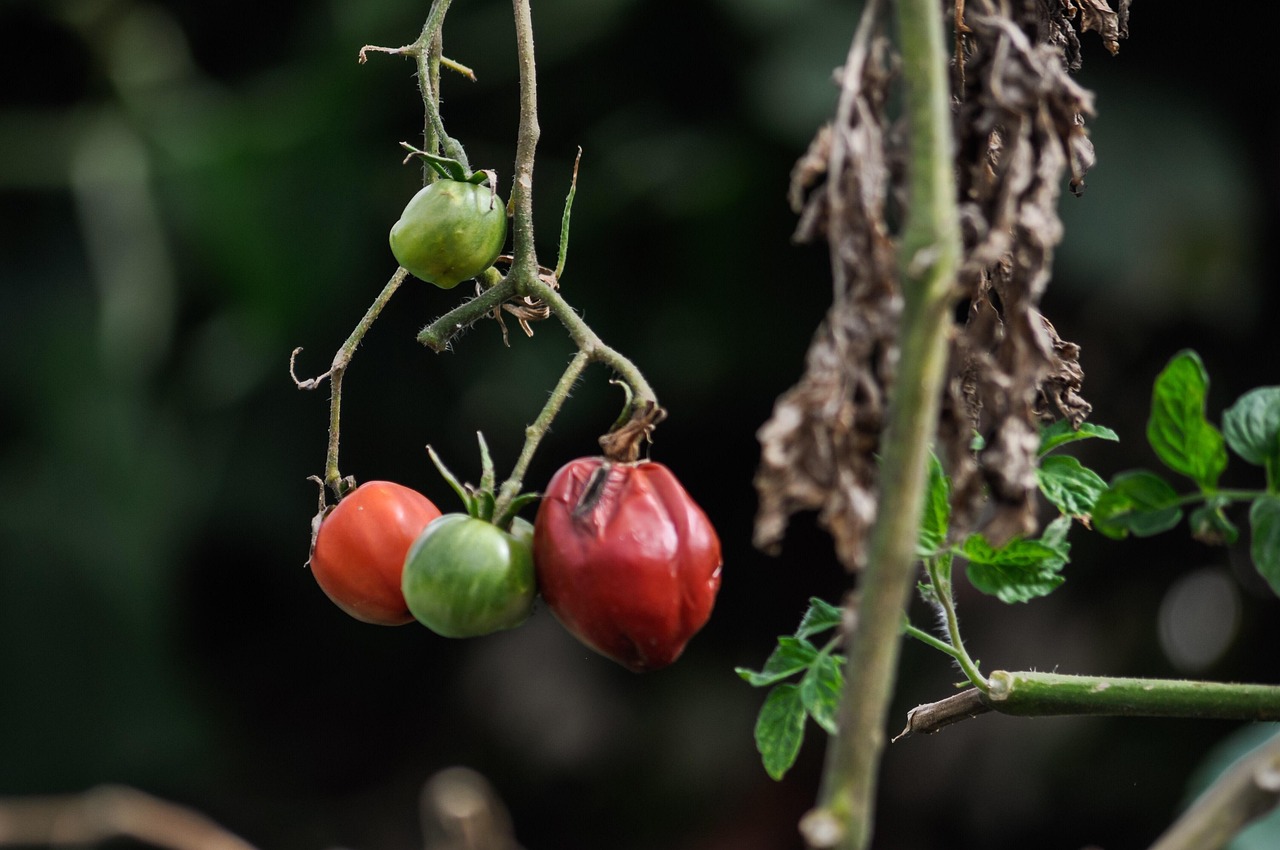 Cenere sparsa attorno a piante di pomodori nel giardino.
