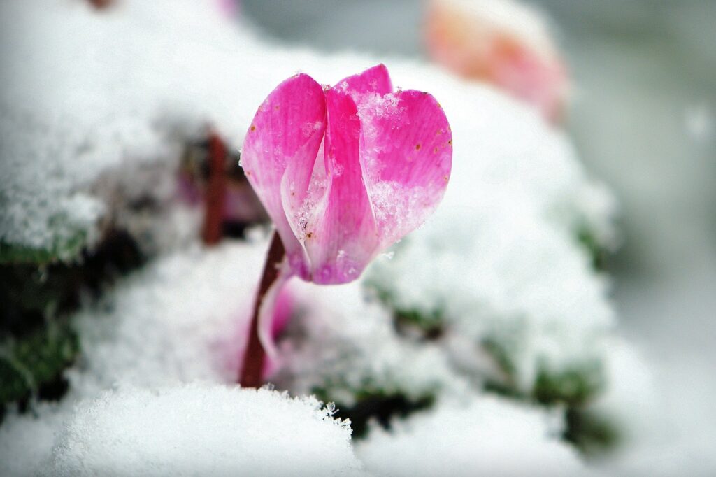 Questo fiore sboccia con il freddo e profuma il giardino in pieno inverno