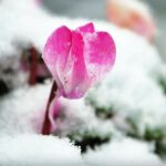 Fiore invernale che sboccia, colorato e profumato, nel giardino innevato.