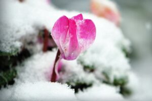 Fiore invernale che sboccia, colorato e profumato, nel giardino innevato.