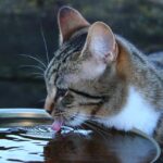 Gatto che beve acqua fresca da un rubinetto, preferendo questa fonte alla ciotola.