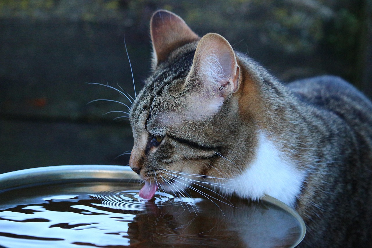 Gatto che beve acqua fresca da un rubinetto, preferendo questa fonte alla ciotola.