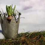 Giardino in ripresa a febbraio: preparativi per risvegliare piante e fiori dopo l'inverno.
