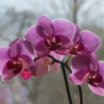 Giardiniere che mostra il metodo innovativo per bagnare le orchidee.