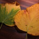 Piante con foglie ingiallite, suggerimenti per il recupero e la cura delle piante.