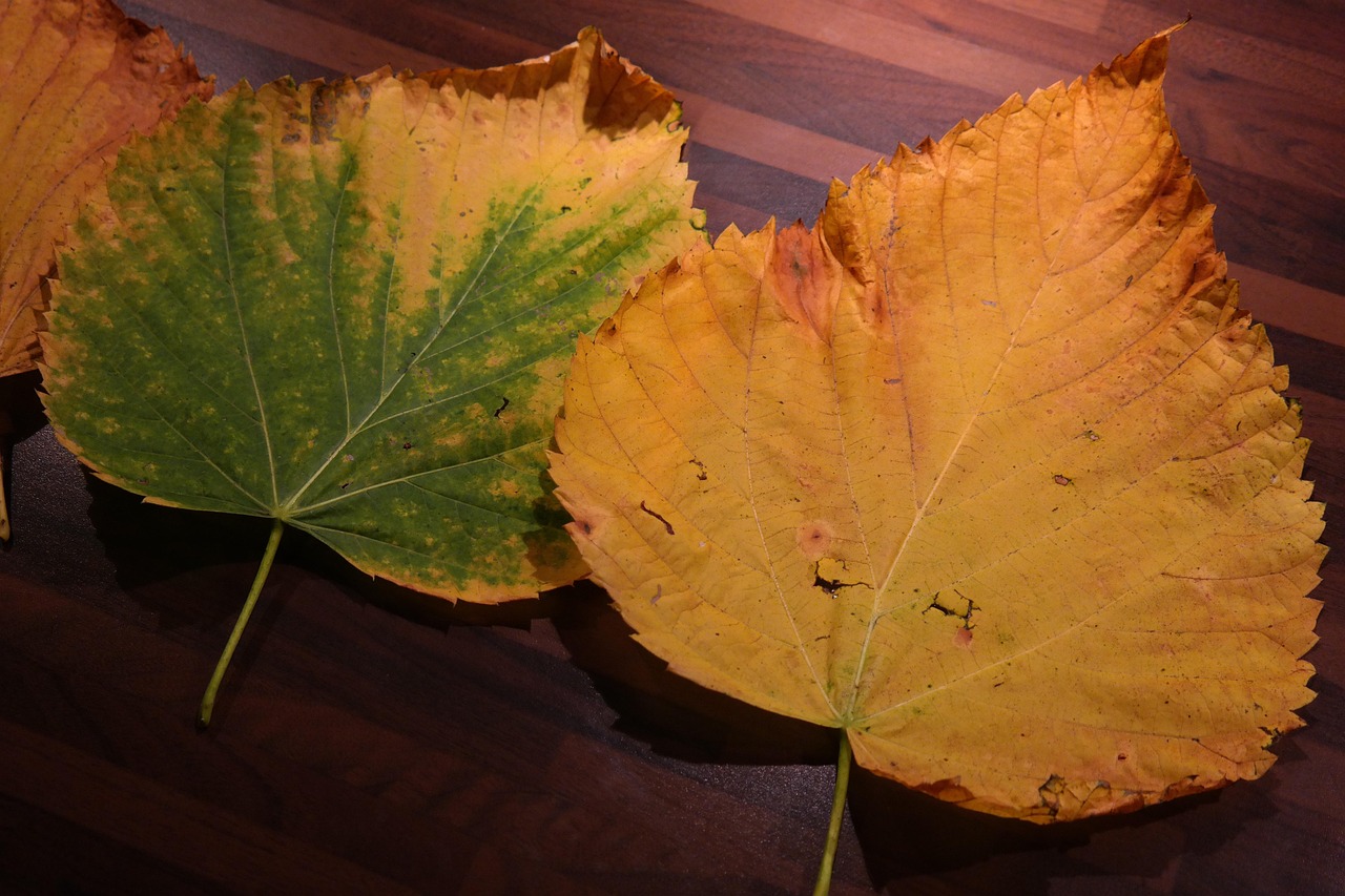 Piante con foglie ingiallite, suggerimenti per il recupero e la cura delle piante.