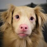 Golden Retriever giocherellone in casa con il suo nuovo proprietario sorridente.