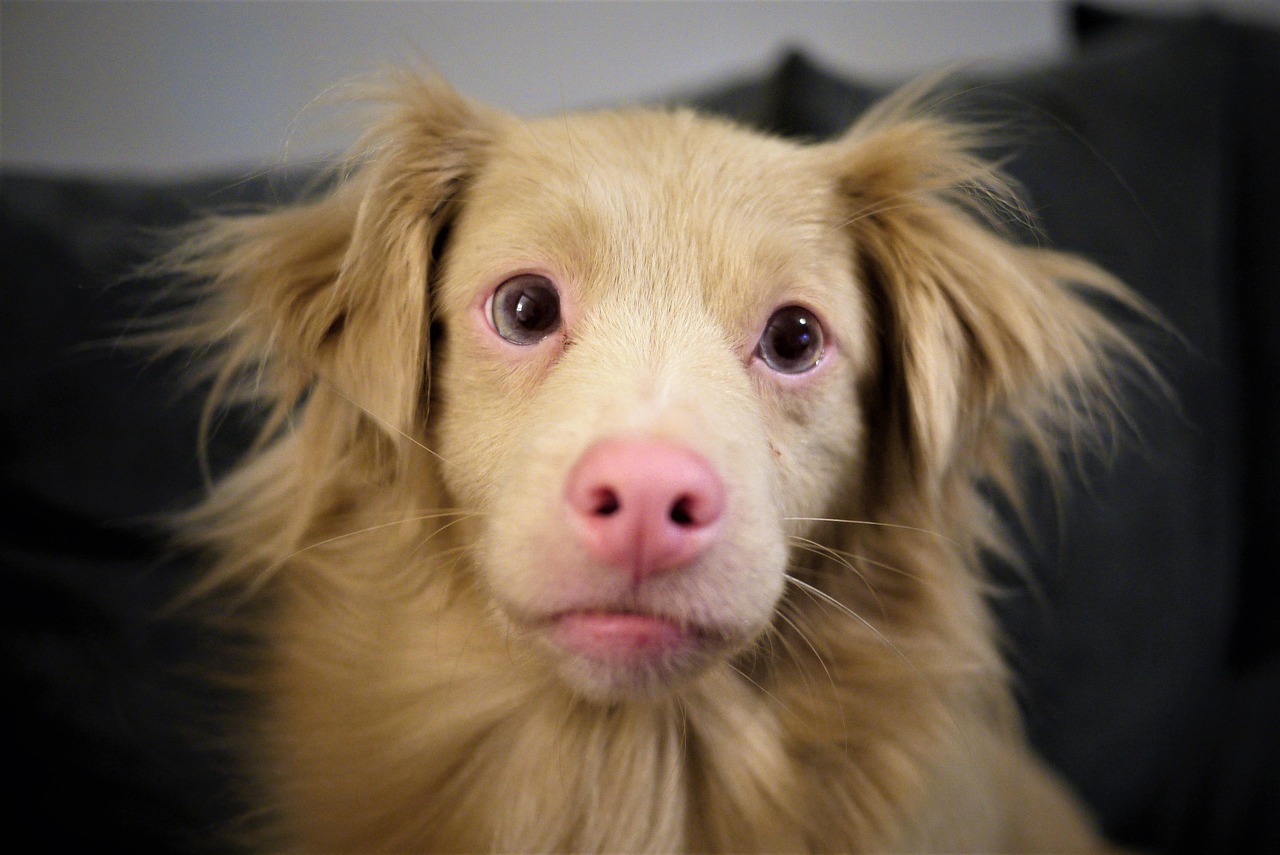 Golden Retriever giocherellone in casa con il suo nuovo proprietario sorridente.