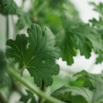 Pianta antizanzare profumata di incenso, ideale per allontanare insetti in modo naturale.