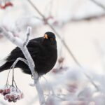 Uccelli che evitano un giardino in inverno a causa di errate pratiche di alimentazione.