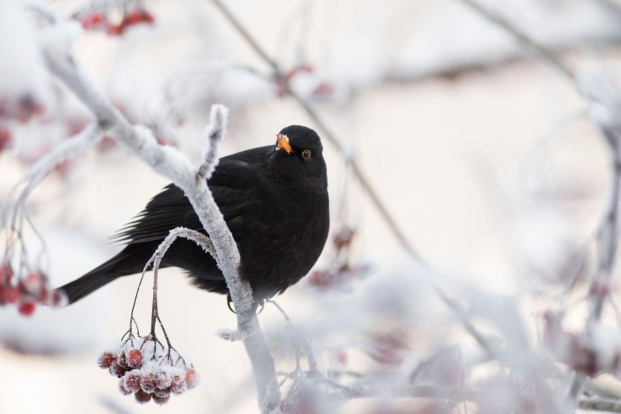 Uccelli che evitano un giardino in inverno a causa di errate pratiche di alimentazione.