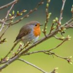 Pettirosso che si nutre nella mangiatoia di un giardino, circondato da piante verdi e fiori colorati.