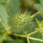 Pianta magica nel orto, simbolo di protezione e segreti contadini.