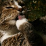 Cane che lecca i piedi del suo proprietario, esprimendo affetto e comunicazione.