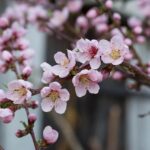 Piante da frutto potate a febbraio, pronte per una fioritura e raccolta abbondante in estate.