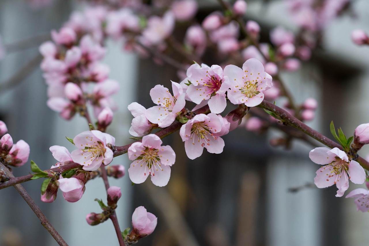 Piante da frutto potate a febbraio, pronte per una fioritura e raccolta abbondante in estate.
