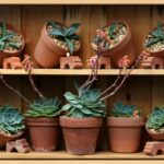 Piante grasse rigogliose in un giardino, evidenziando tecniche di crescita rapida.