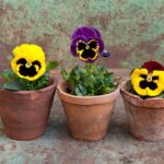 Fiori resistenti al freddo da piantare a febbraio, come primule e viole del pensiero.