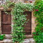 Pianta magica che trasforma il giardino, con fiori profumati e facile da coltivare.