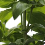 Basilico potato con foglie fresche, illustrazione della tecnica di potatura per una crescita rigogliosa.