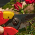 Rosa potata in un giardino, con evidenti segni di cura e attenzione, sotto il sole di febbraio.