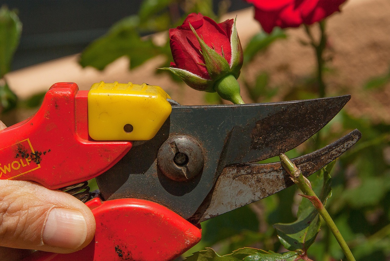 Rosa potata in un giardino, con evidenti segni di cura e attenzione, sotto il sole di febbraio.