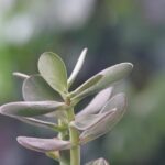 Crassula ovata in vaso verde brillante, con foglie succulente, su sfondo neutro.