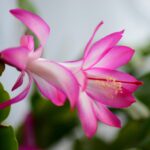 Cactus di Natale fiorito con boccioli, in un ambiente ben illuminato per stimolare la crescita.