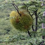 Bacca di vischio appoggiata su un ramo di albero nel giardino, pronta per la coltivazione.