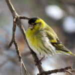 Cincia che si posano su un balcone in inverno, circondate da cibo e rifugi naturali.