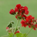 Gerani potati con cura, mostrando tecniche di potatura esperta per una crescita sana.