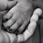 Cane che appoggia la zampa sulla gamba di una persona, trasmettendo affetto e connessione emotiva.