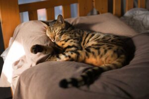 Cosa significa quando il gatto dorme sulla tua pancia
