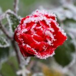 Rosa in giardino pronta per la potatura a marzo, con foglie verdi e gemme in crescita.