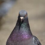 Piccione vicino a un oggetto repellente per allontanarlo da un'area infestata.