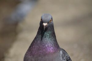 Piccione vicino a un oggetto repellente per allontanarlo da un'area infestata.