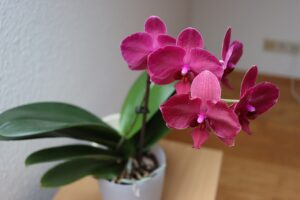Orchidea in fiore con terreno fertilizzato con caffè, evidenziando la guida all'uso del caffè come fertilizzante.