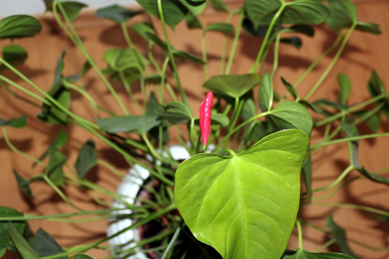 Foglie ingiallite di Anthurium a causa di scarsa irrigazione, suggerimenti per il recupero.