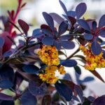 Arbusto in fiore d'inverno, con vivaci fiori colorati in un giardino rigoglioso.