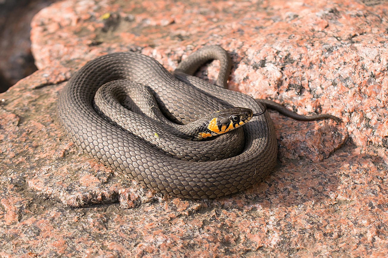 Giardino con piante e un cartello che indica metodi naturali per allontanare serpenti.