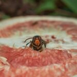 Calabroni allontanati da un giardino con rimedi naturali, piante e trappole.