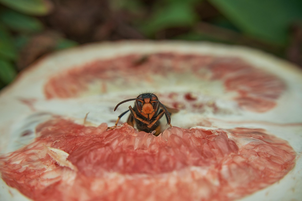 Calabroni allontanati da un giardino con rimedi naturali, piante e trappole.